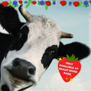 BDD Cow